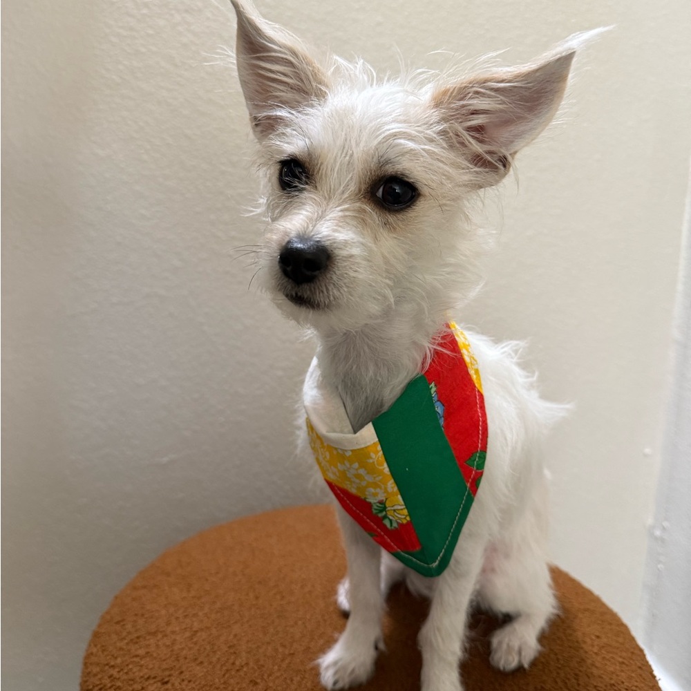 Festive Dog Bandana - Green, Red, Yellow